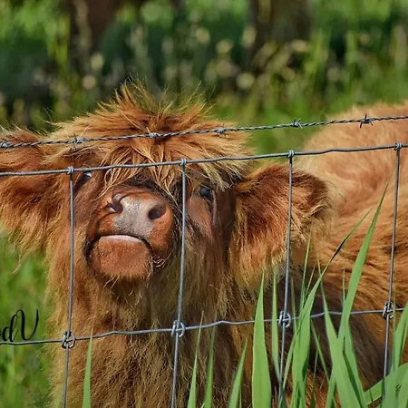 公寓 Boven Jan 574 登海尔德