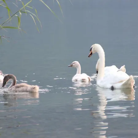 Boven Jan 574 公寓 登海尔德